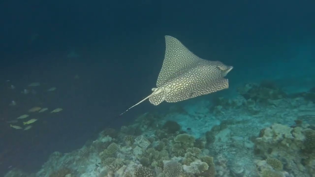 Eagle Ray, Athuruga Housereef