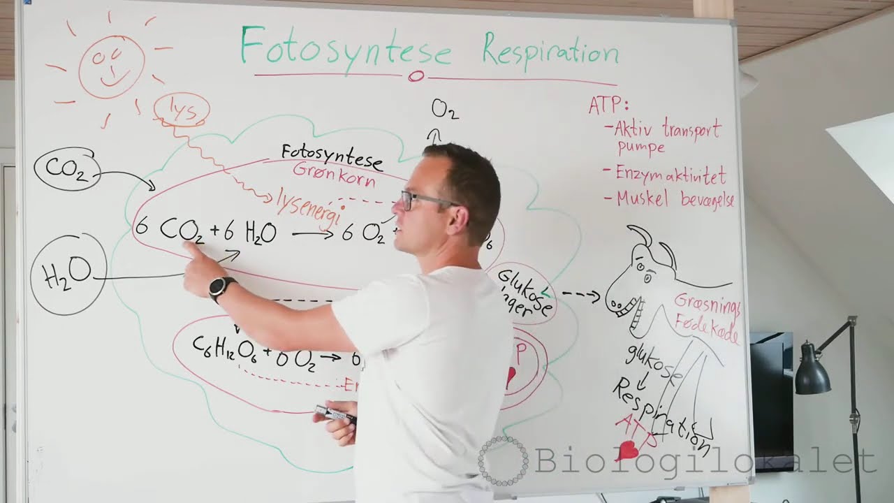 Fotosyntese og Respiration forklaret. Hvornår på døgnet foregår der respiration og fotosyntese?
