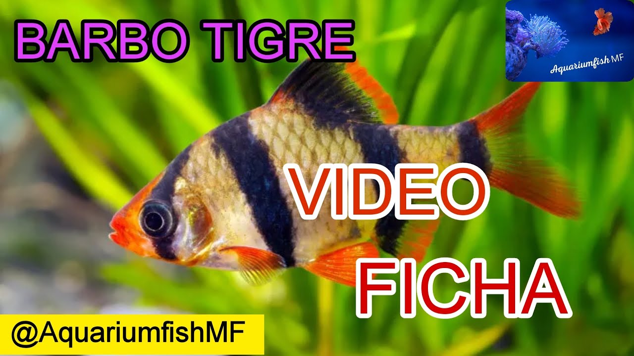 Barbo Tigre - Puntigrus tetrazona