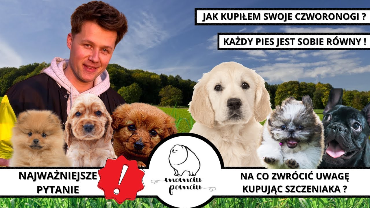 Odpowiedzialny psi rodzic. Kupno, adopcja psa a świadomość posiadania własnego czworonoga.