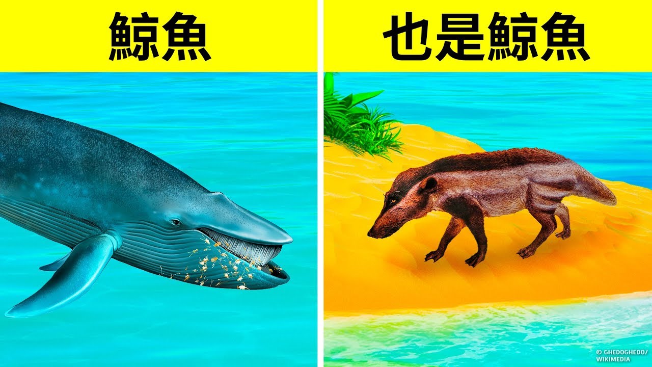 為什麼鯨魚成為有史以來最大的動物