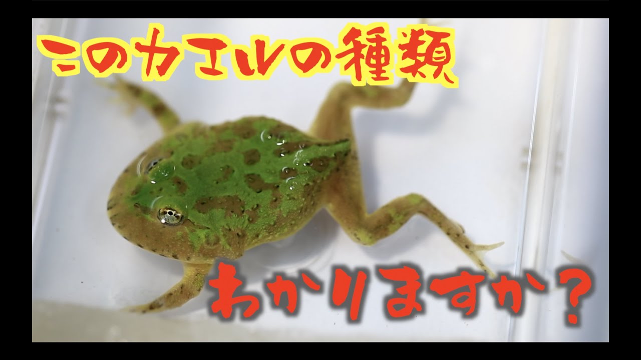 謎のカエルが届きました。。。