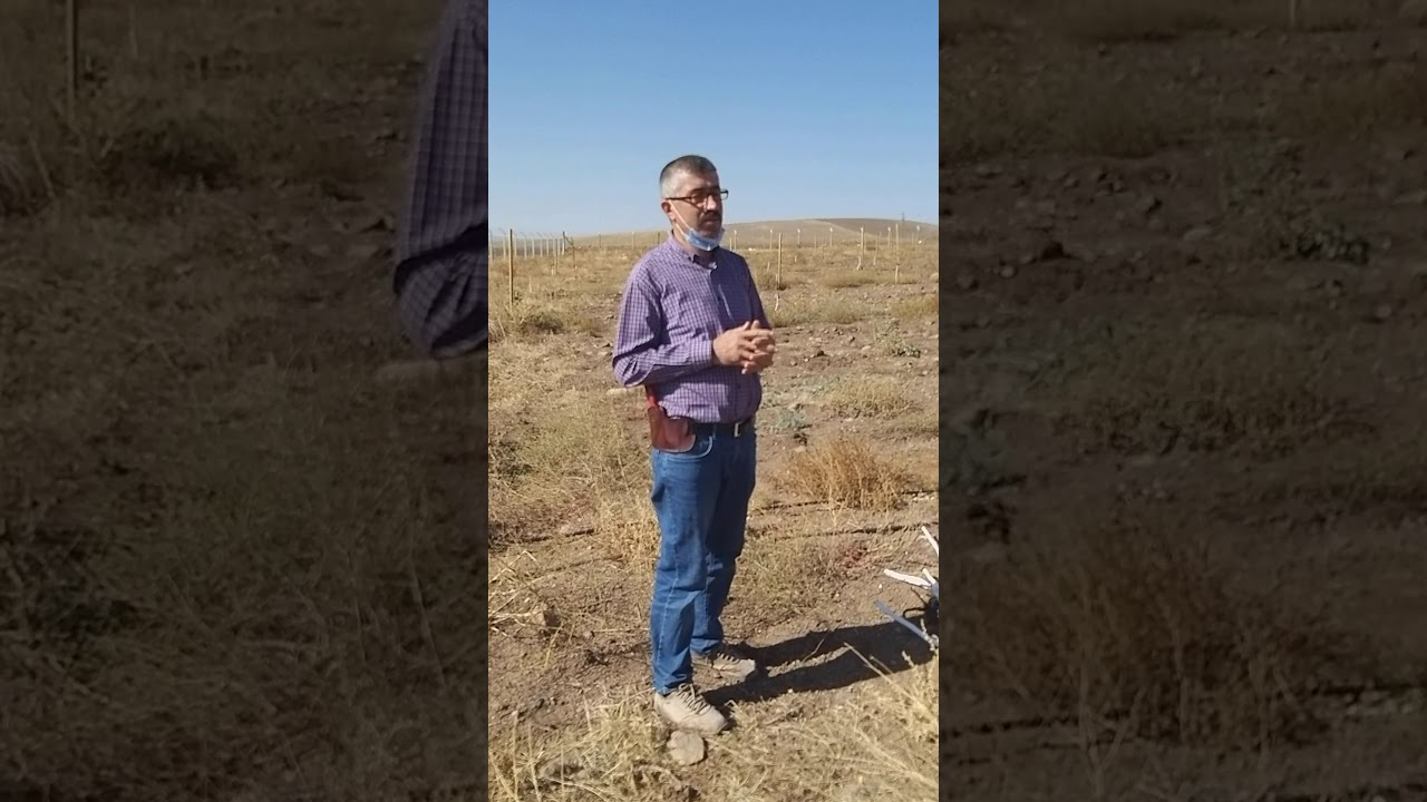 Yeni dikilen fidana gübre verilirse sonuç ne olur