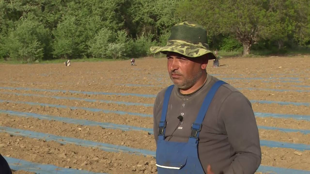 Агроспектар - засадување на лубеници | емисија за земјоделство