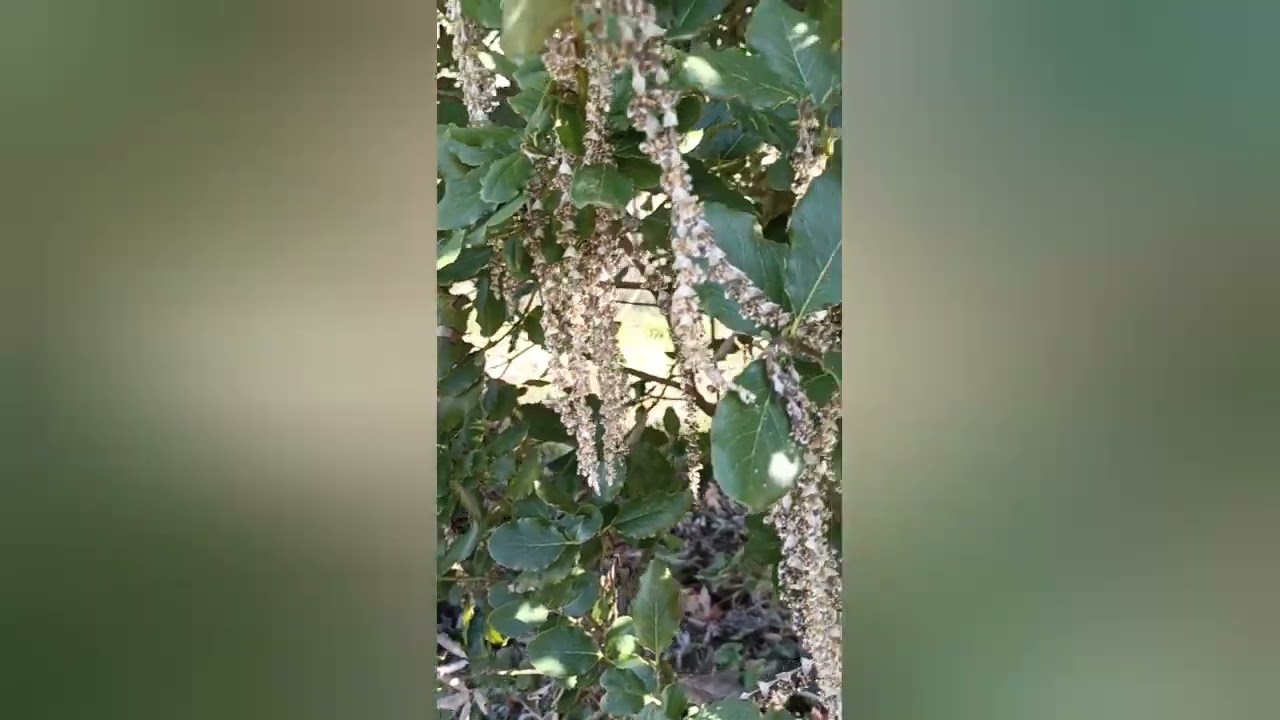 Découvrez le GARRYA ELLIPTICA, arbuste persistant ORIGINAL.