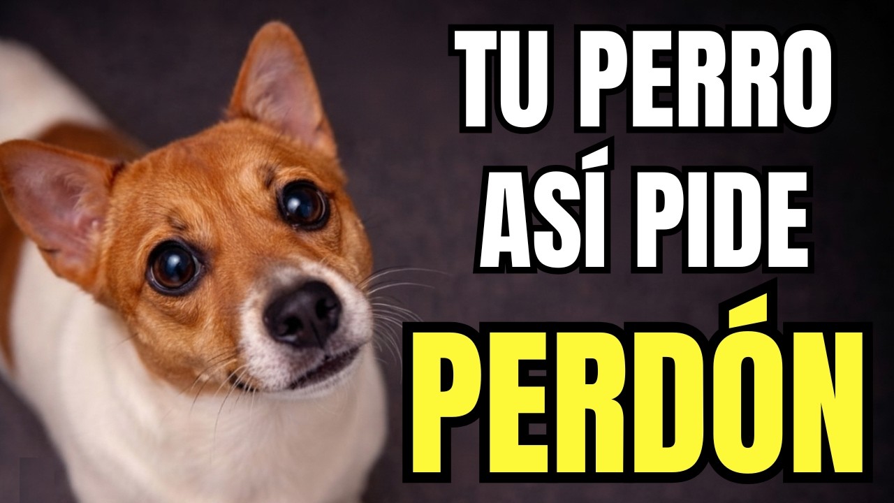Tu perro se está disculpando así! (pero no te das cuenta)