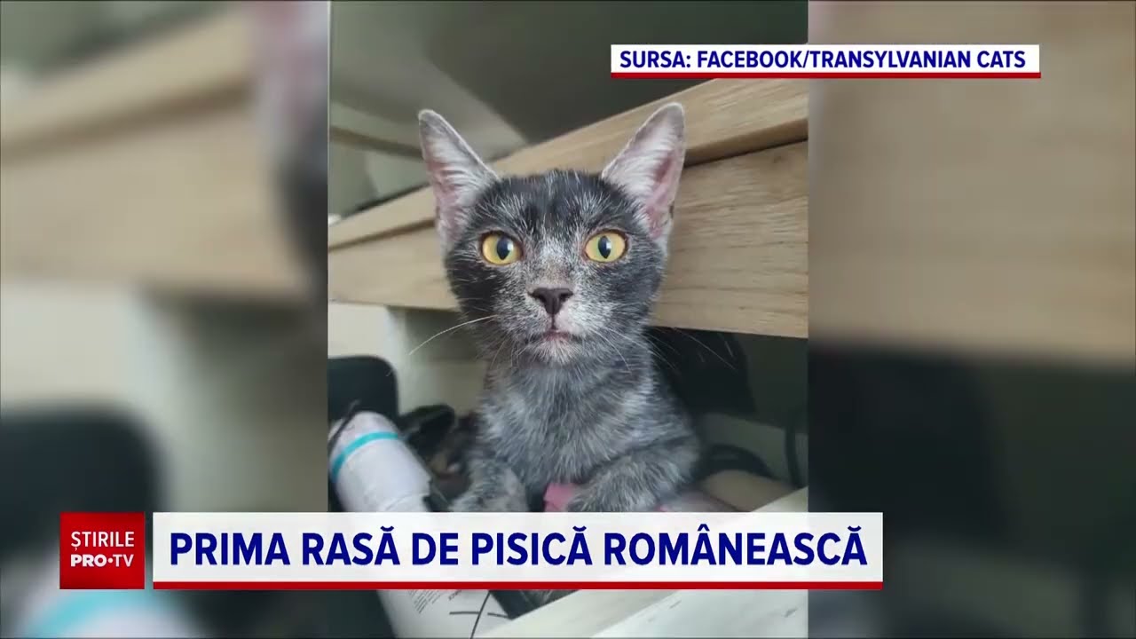 Pufoșenia națională. „Pisica Transilvană”, prima rasă românească recunoscută mondial