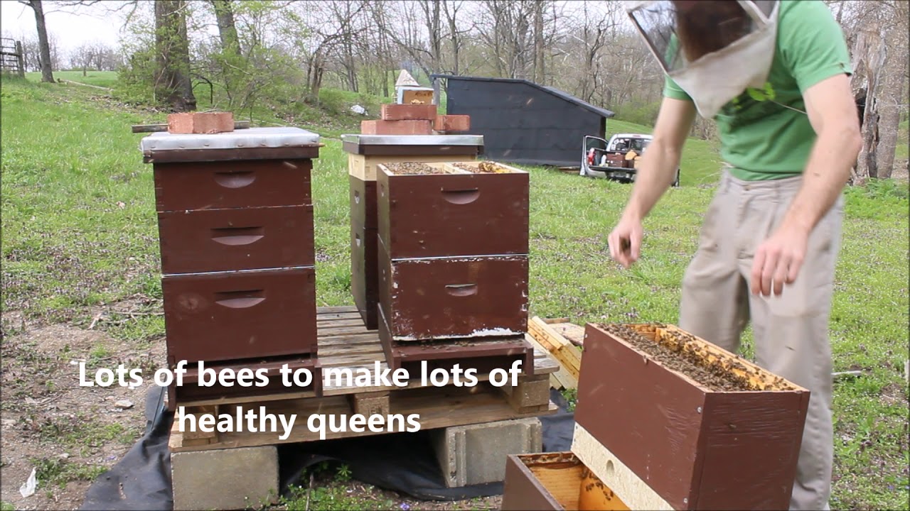 Queen Rearing With a Cell Starter