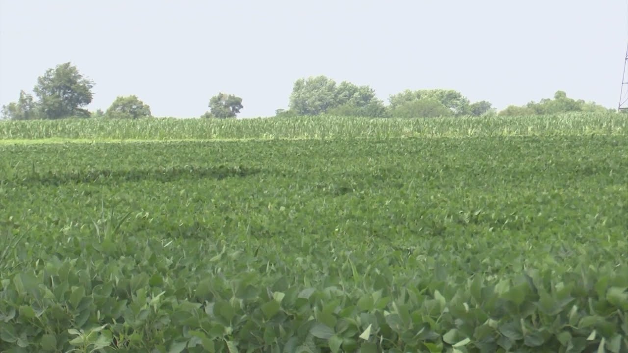 Central IL farmers relieved by temporary tariff truce but want to see a lasting solution