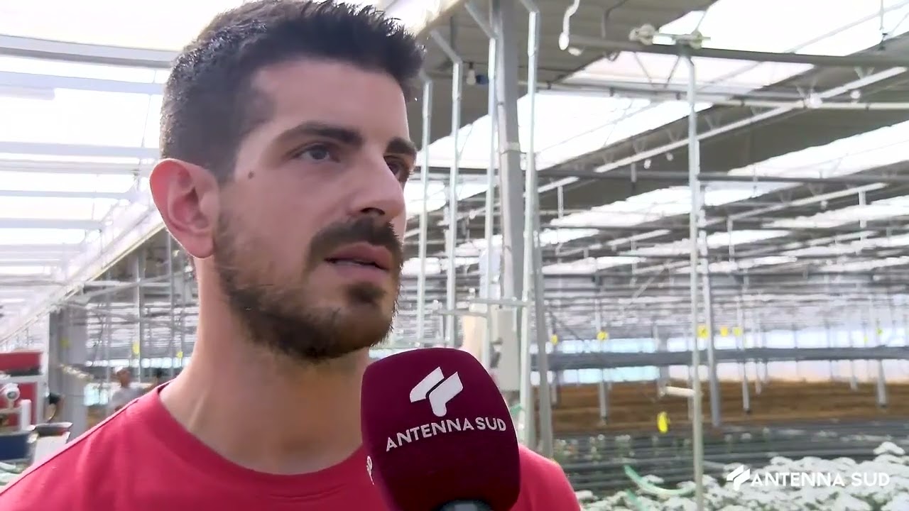 02 Novembre 2023   Taviano   Il crisantemo prodotto e venduto tutto l'anno