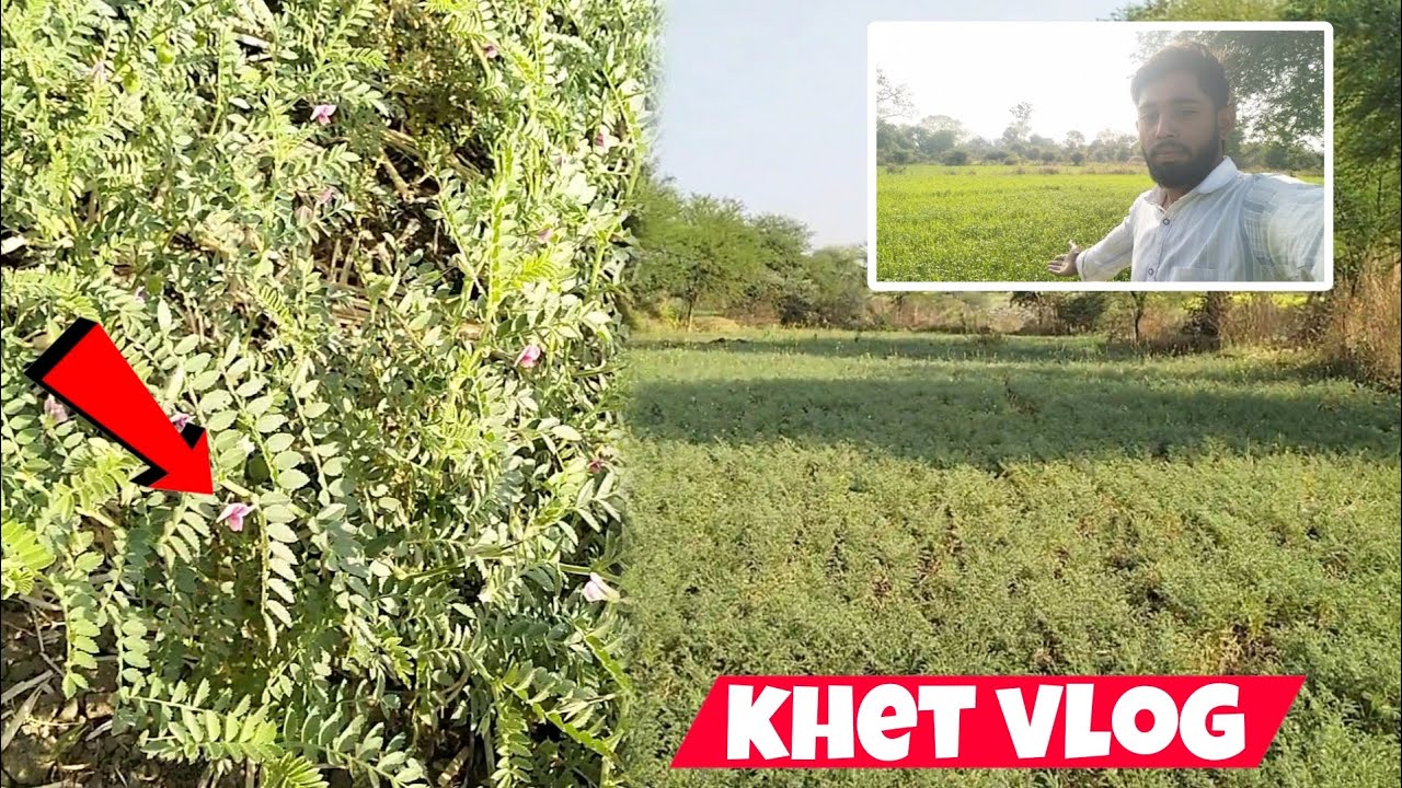 चने का फसल निकालना शुरू हो गया 😍