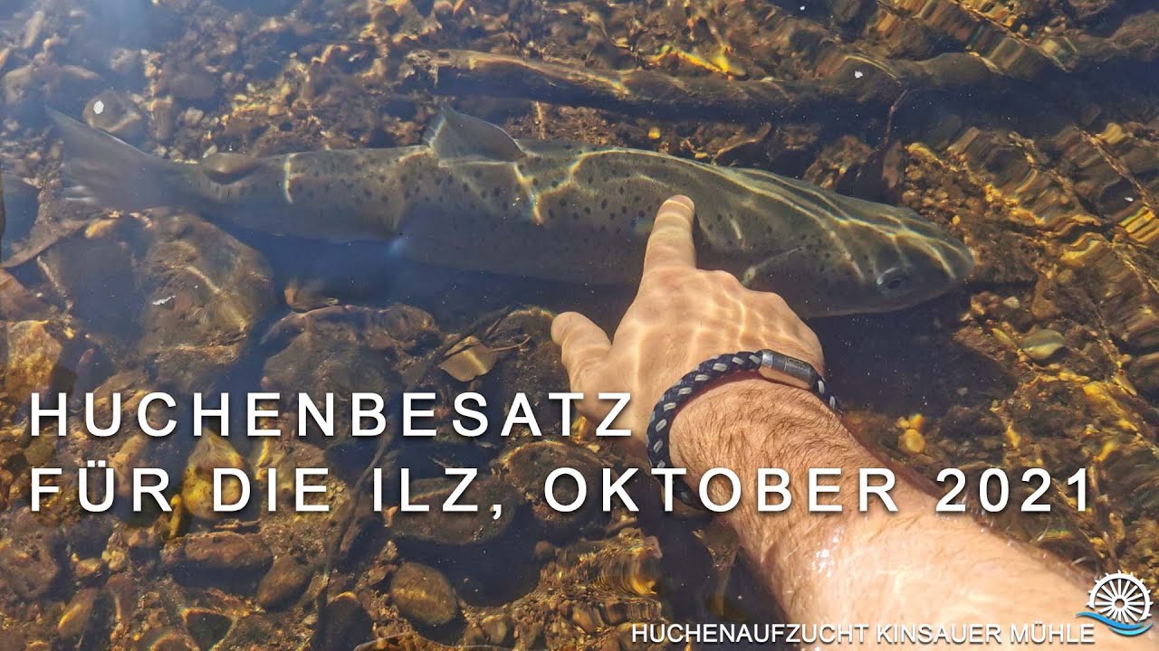 Huchenaufzucht Kinsauer Mühle | Huchenbesatz für die Ilz 