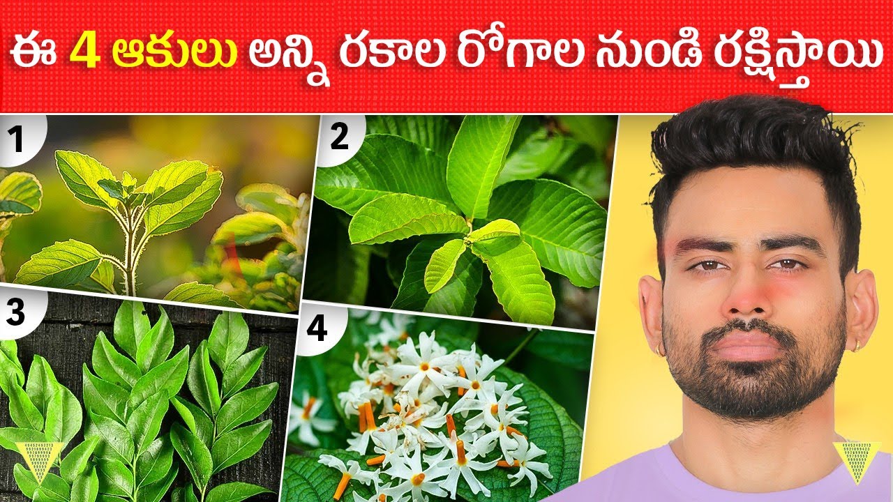 ఈ 5 మొక్కల  ఆకులు  ఎన్నో రోగాలనుంది దూరం చేస్తాయి   Most Effective Leaves For Good health   Fit Tube