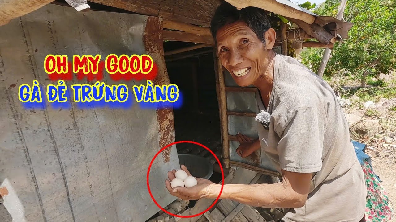 GÀ ĐẺ trứng vàng, bà con vui mừng như trúng số, cảm ơn ÂN NHÂN - tập 1377