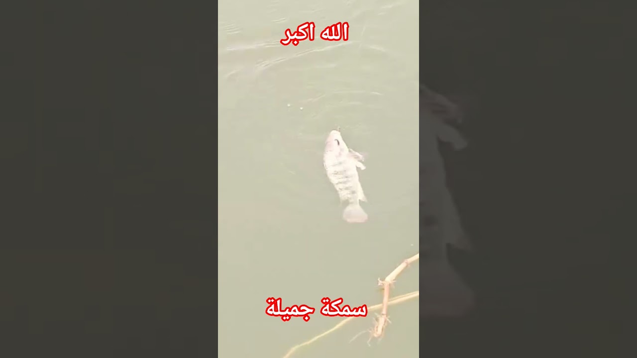 #الله أكبر #سمكة جميلة #🔥🔥🔥🔥🔥🔥