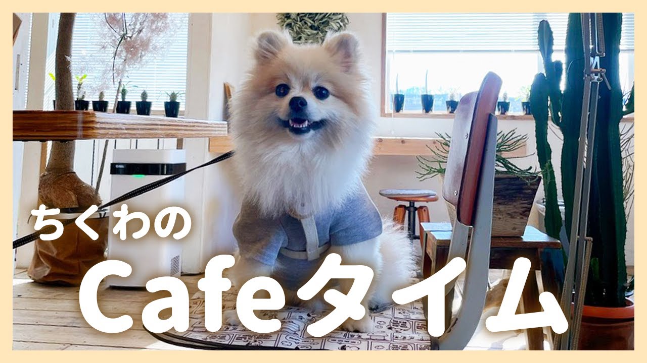 ドッグフレンドリーなオシャレカフェに愛犬と行ったら超絶癒されました！