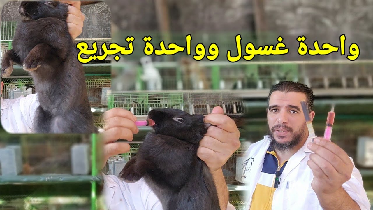 واحدة تجريع وواحدة غسول للارانب