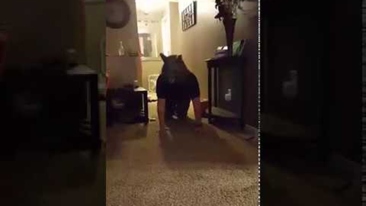 Cat Scared by Werewolf Mask || ViralHog
