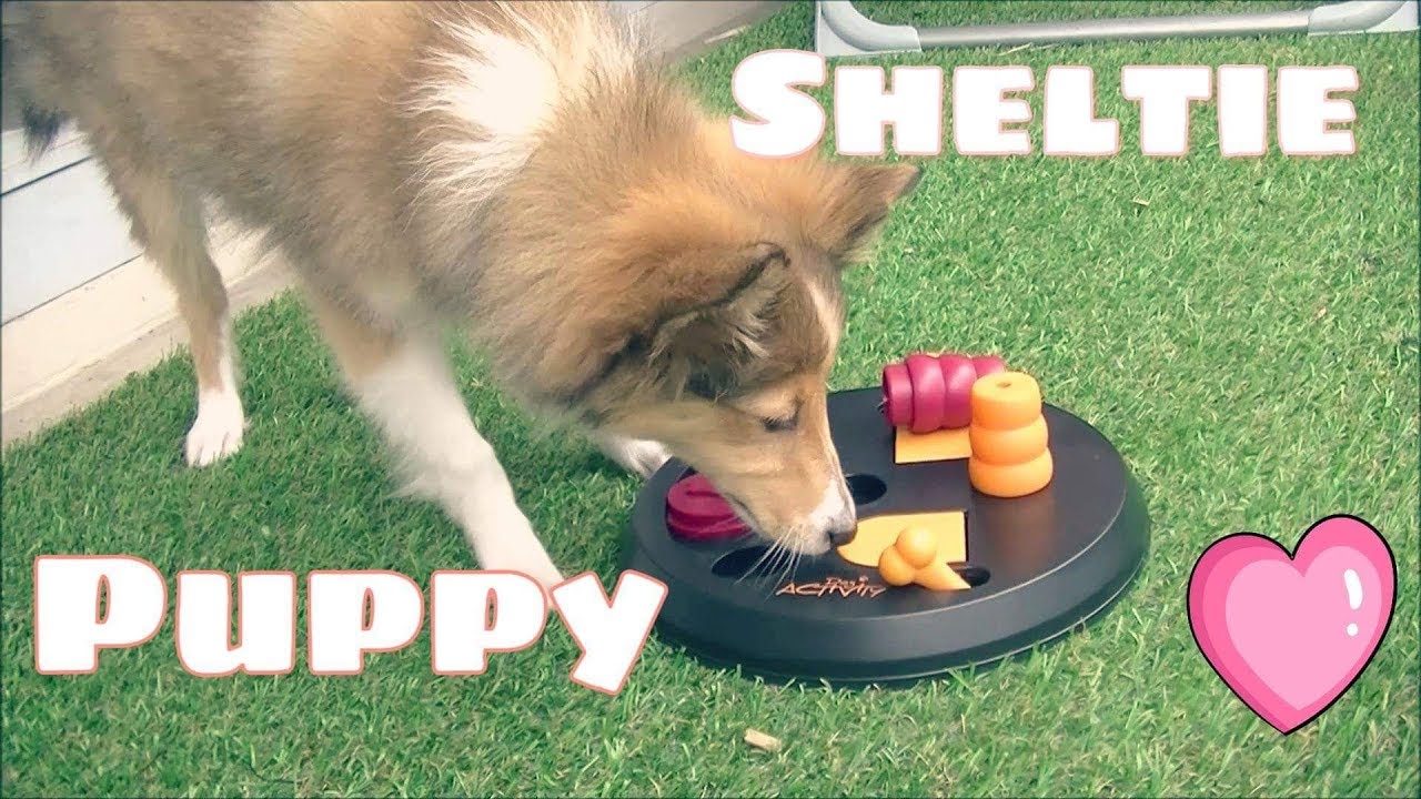 NAMIE ♡ MON CHIOT BERGER SHETLAND