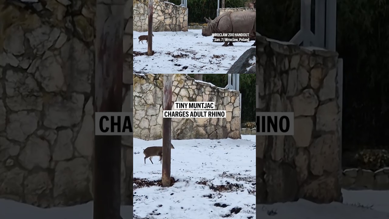 Tiny muntjac charges adult rhino