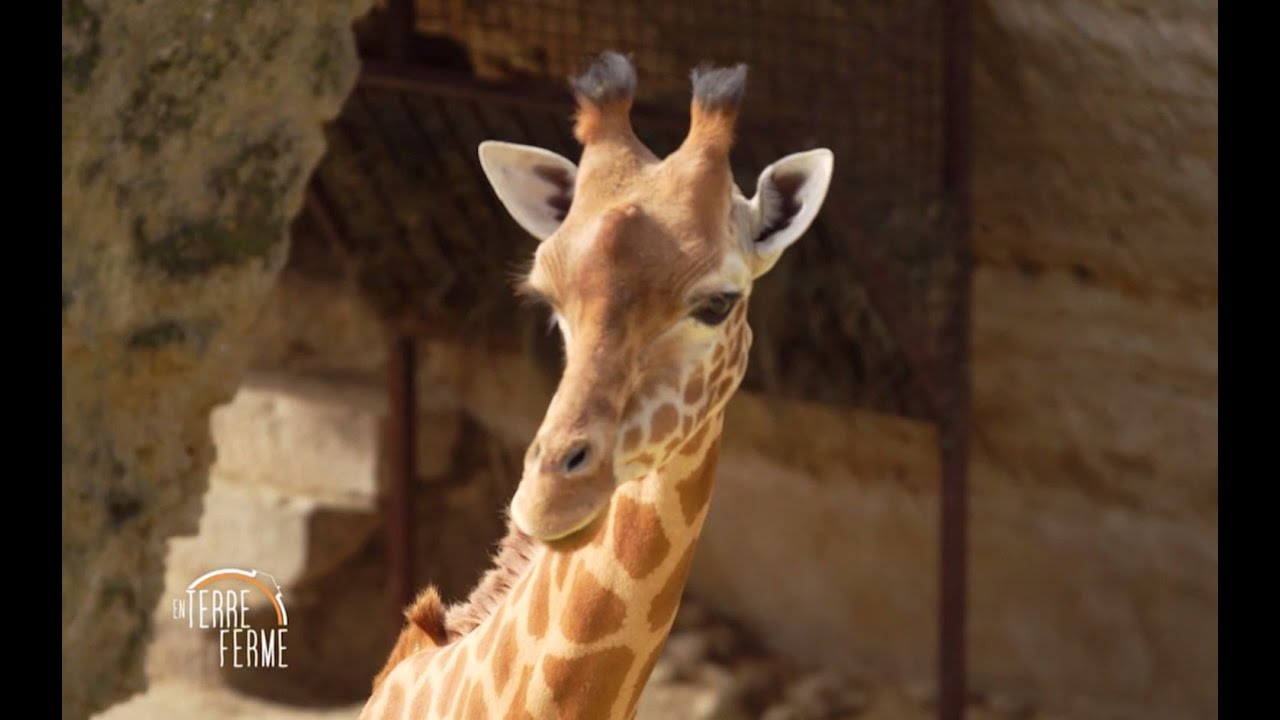 Ushuaïa TV : l’engagement du Bioparc pour la préservation des espèces menacées