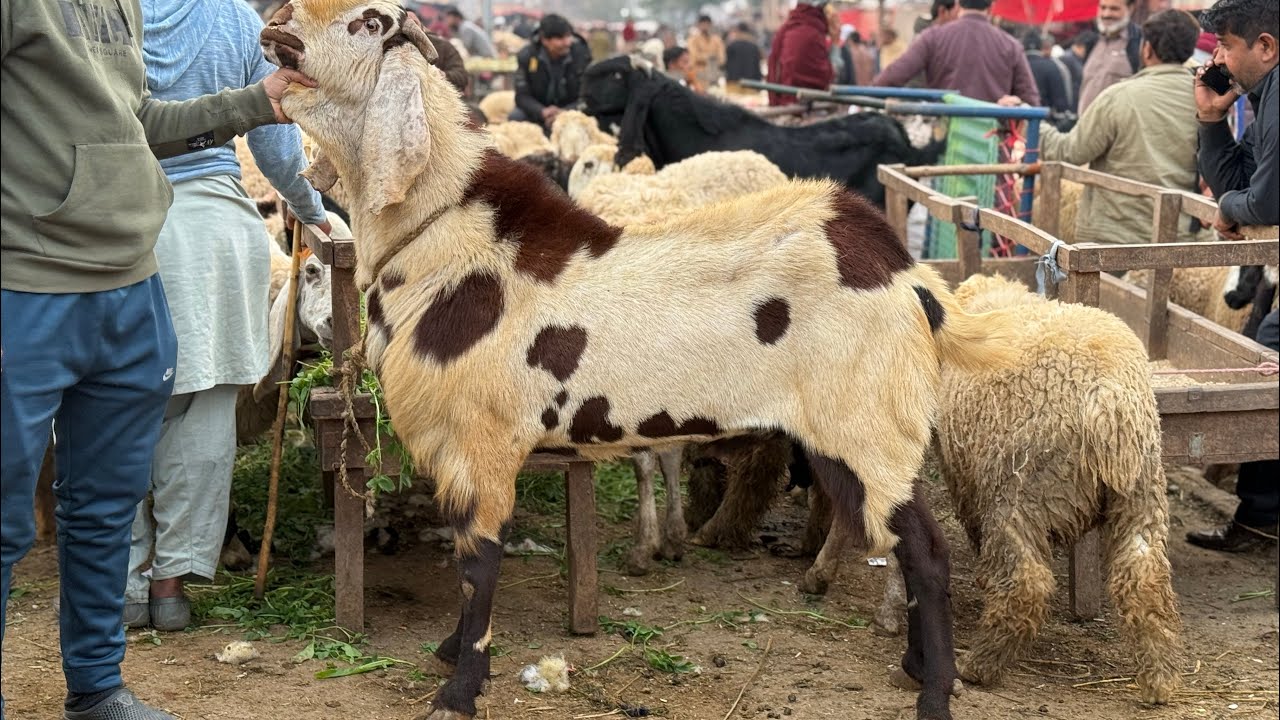 Desi Sindhi Chatre Lahore Mandi Shahpur kanjra Katu Maal Mazhar Biba Official 