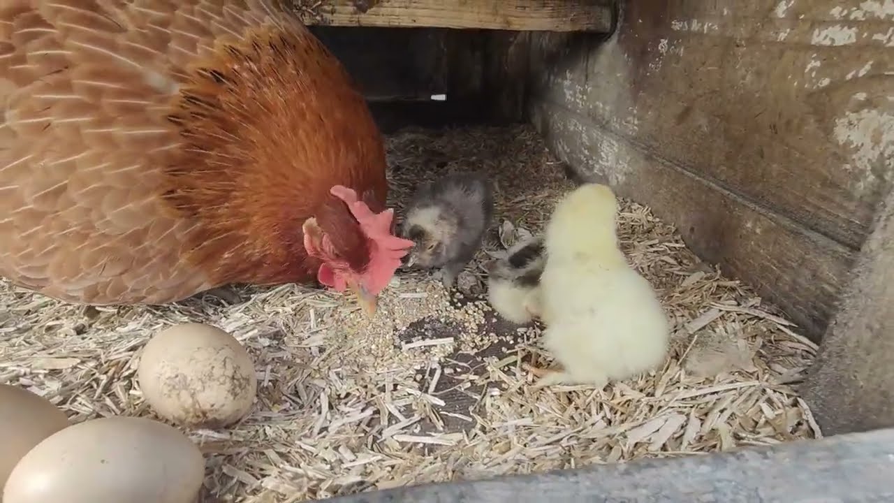Kuikentjes, spring-kippen en nog meer gekkigheid!