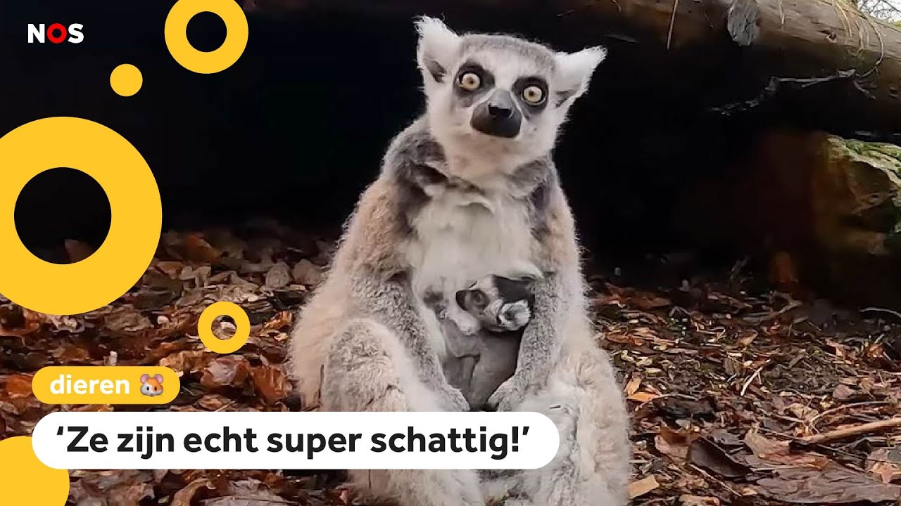 Schattig: Veel jonkies geboren in dierentuinen