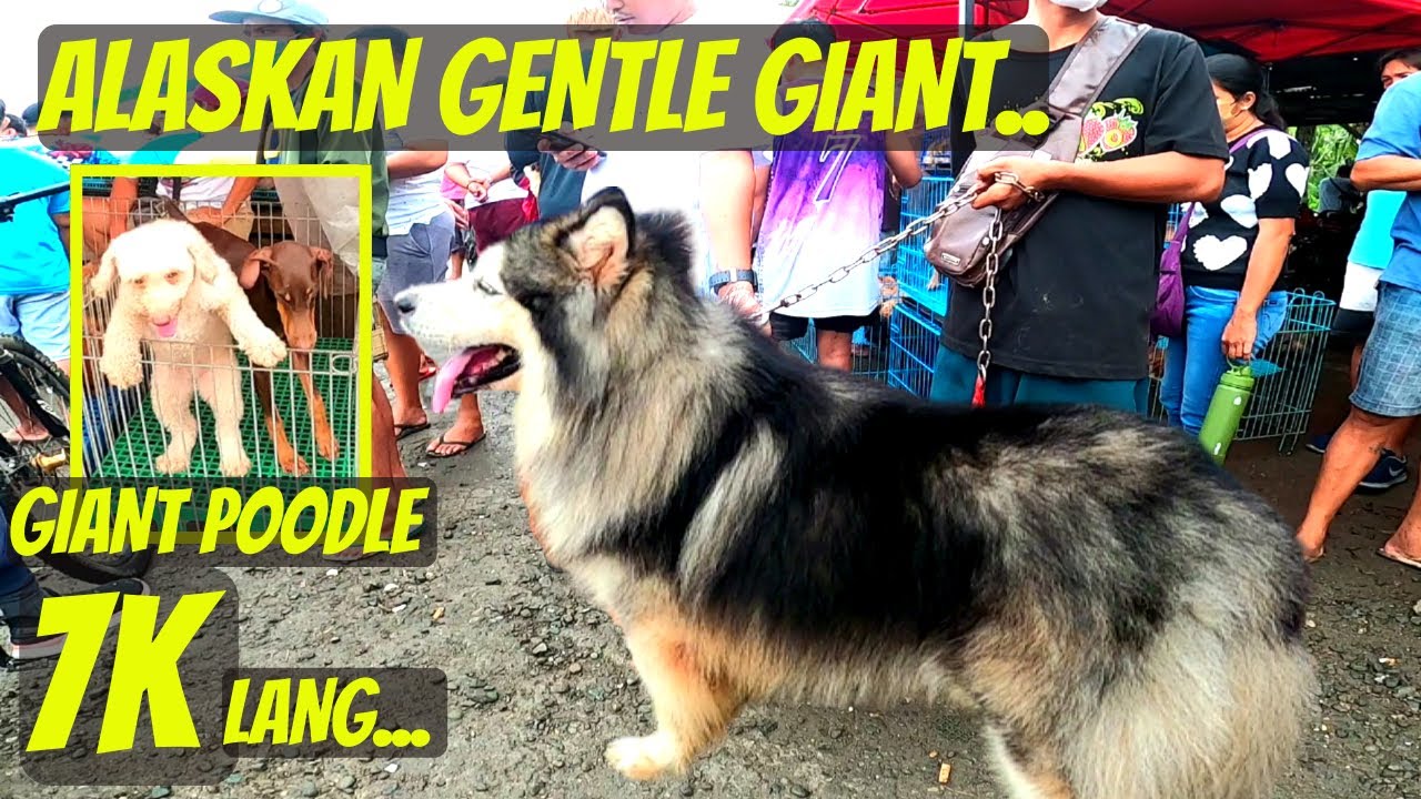 ASTIG NA GIANT BREEDS NAGLABASAN.. / STANDARD 