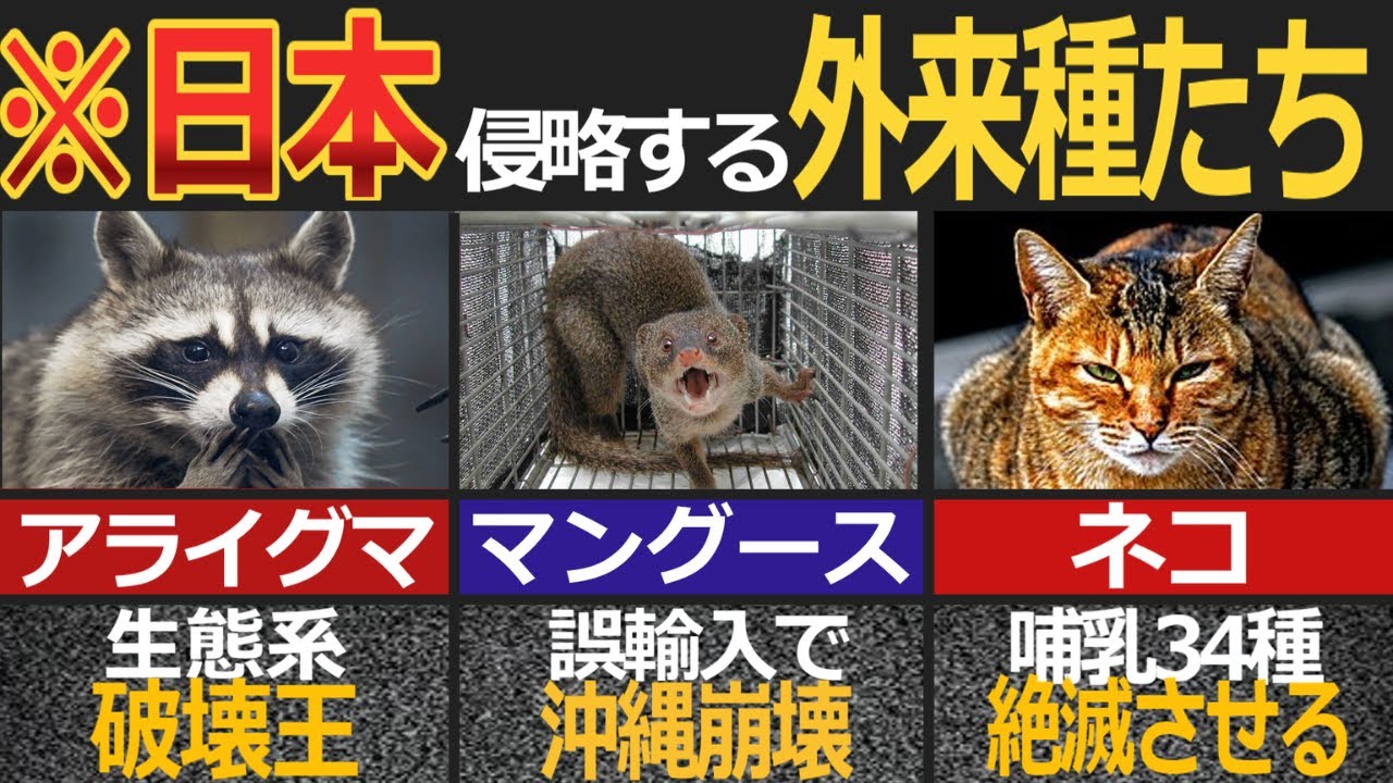日本の生態系をぶっ壊すエグイ外来種7選【ゆっくり解説】【海外の反応】