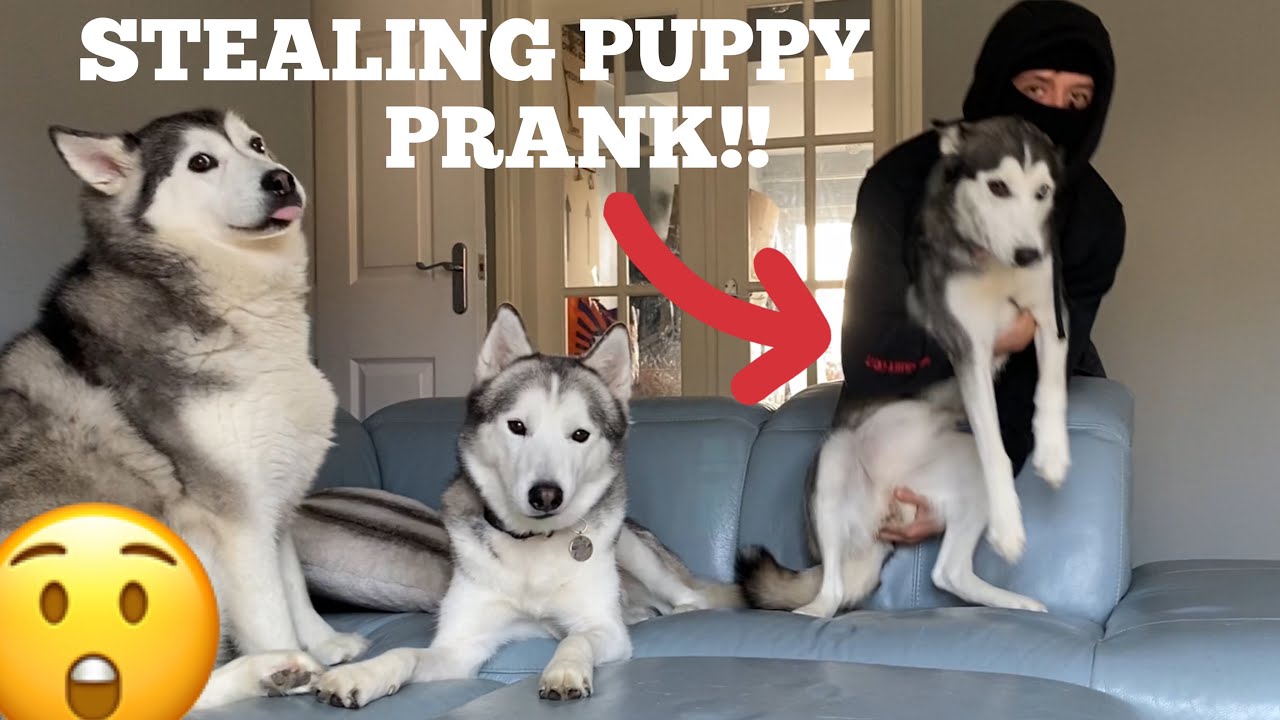 Huskies Reaction To Stranger Stealing My Husky Puppy Prank!! [FUNNIEST REACTION EVER!]