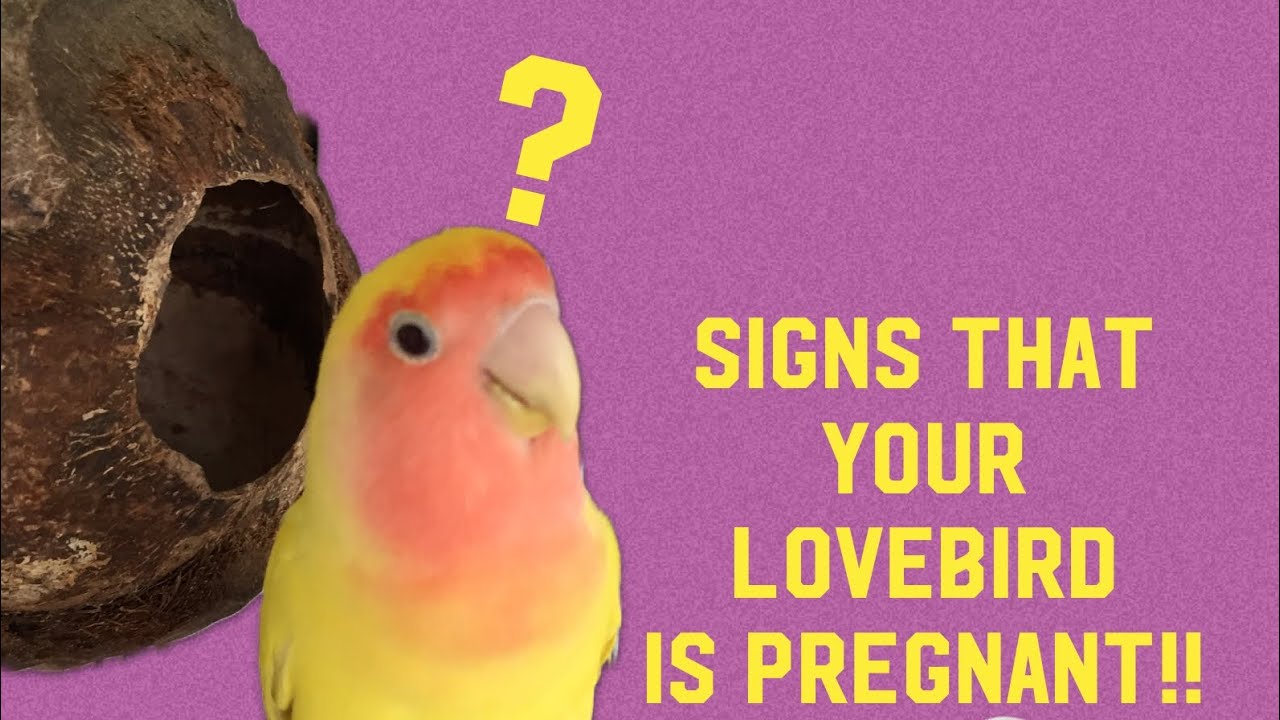 SIGNS THAT  YOUR LOVEBIRD IS PREGNANT
