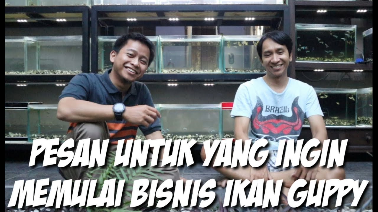 MAU MEMULAI BISNIS GUPPY ? TONTON DULU VIDEO SATU INI