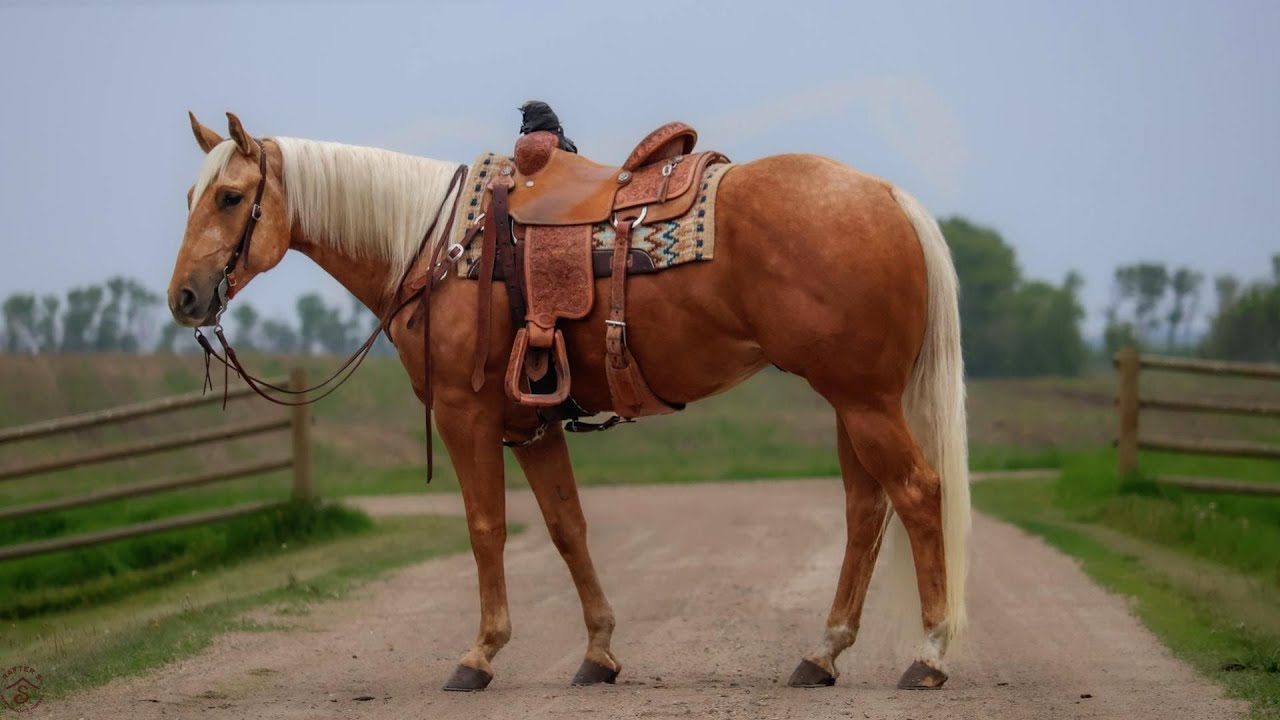 JT Im An Investment - 2021 AQHA Palomino Gelding - Top Gun Horse Sale 2026 *Sneak Peek video*