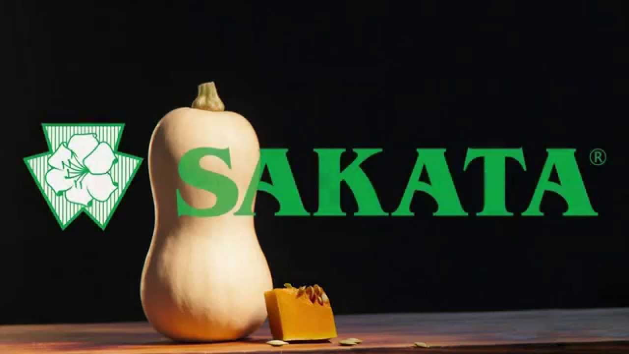 El cultivo de la calabaza