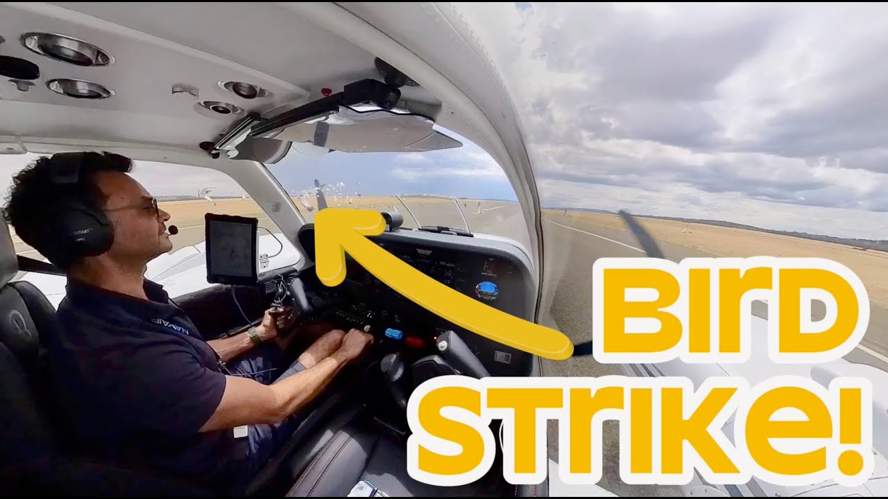 Birdstrike!! in a G58 Baron