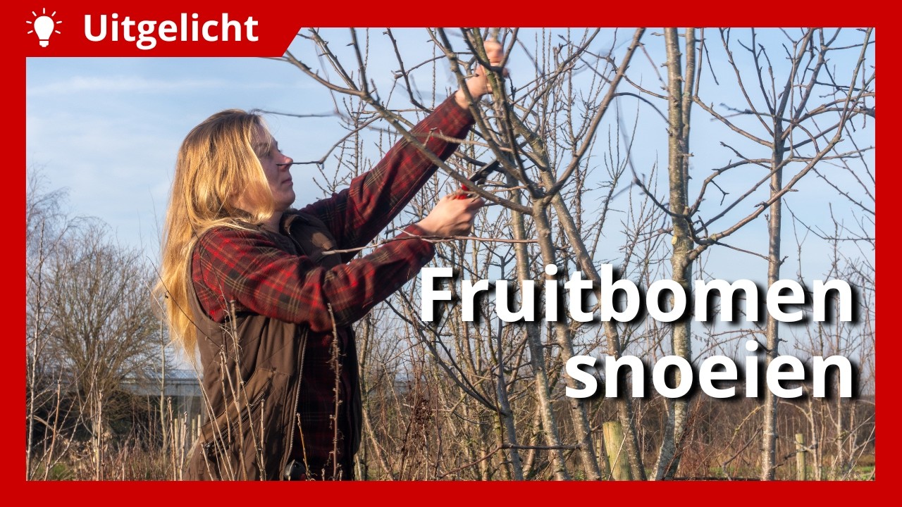 Uitgelicht | Fruitbomen snoeien in agroforestry: tips en veelgemaakte fouten
