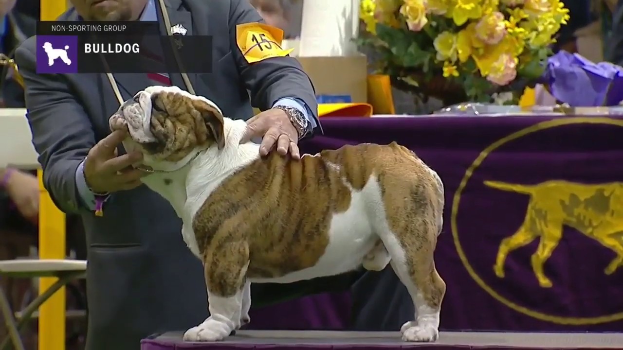 Bulldog part 2 | Breed Judging 2019