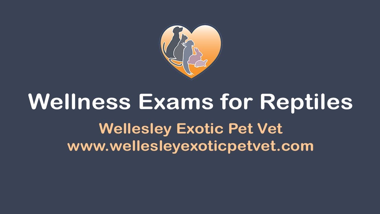 Reptile Care Exams | Dr. Lucy Explains Examinations For Reptiles