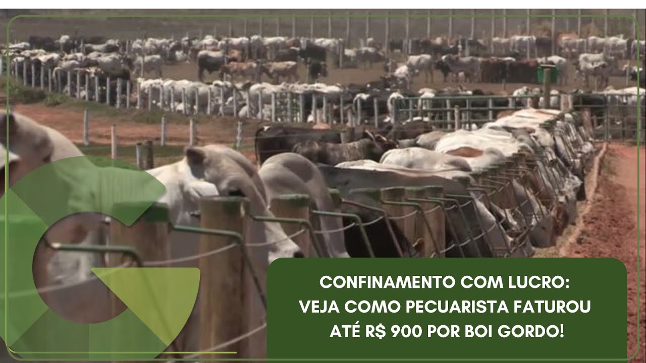 Confinamento com lucro: veja como o pecuarista faturou até R$ 900 por boi gordo!
