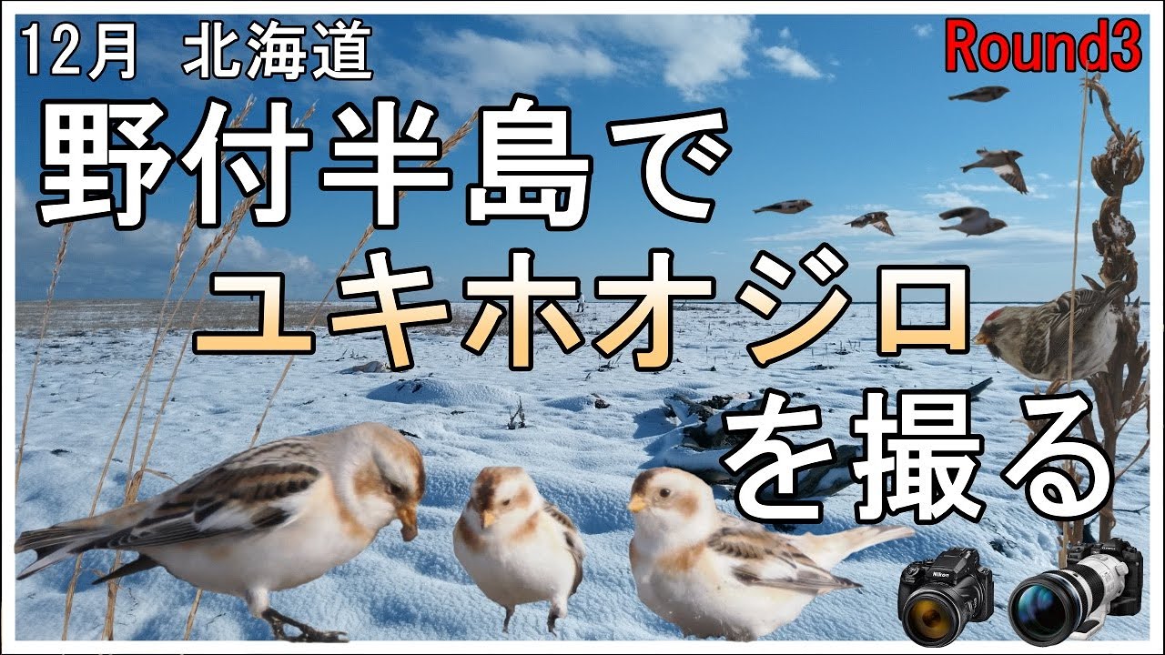 12月 野付半島でユキホオジロを撮る　　OM-1　P1000　野鳥撮影　探鳥