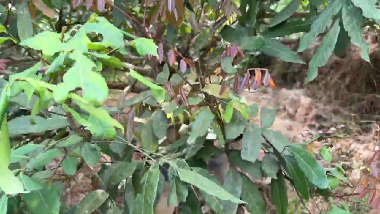 Khai xuân ngày tết