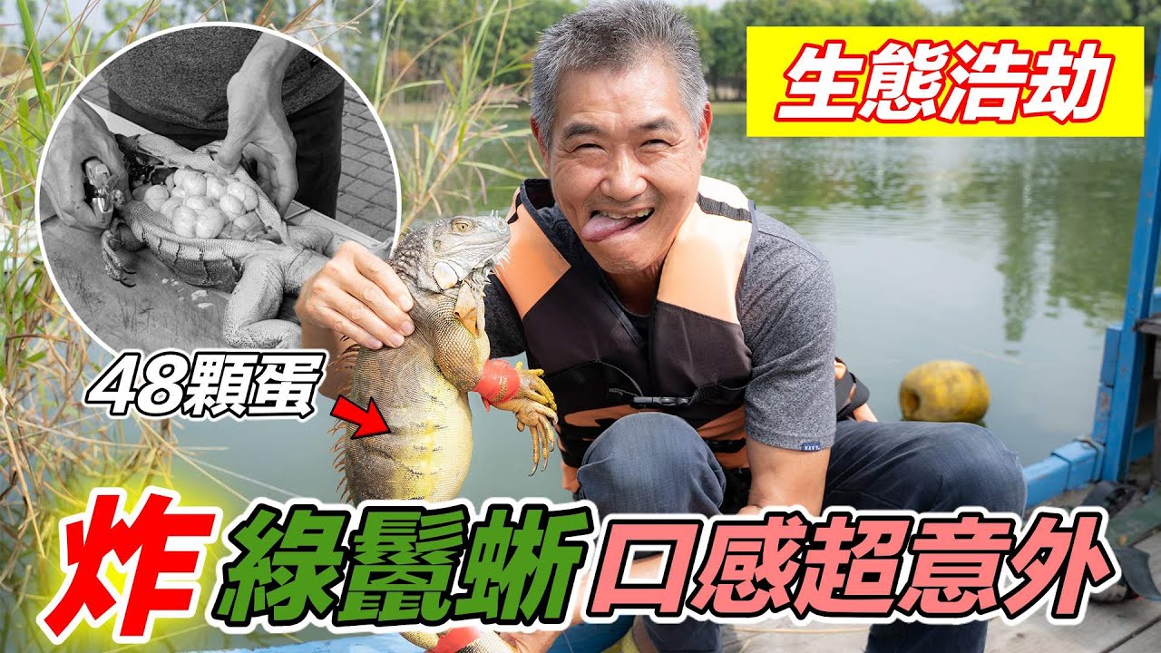 台灣危機！！！直接炸整尾綠鬣蜥，口感超乎意外『抓一隻等於抓了48隻』Taiwan's ecology is...Slingshot hunting green iguana