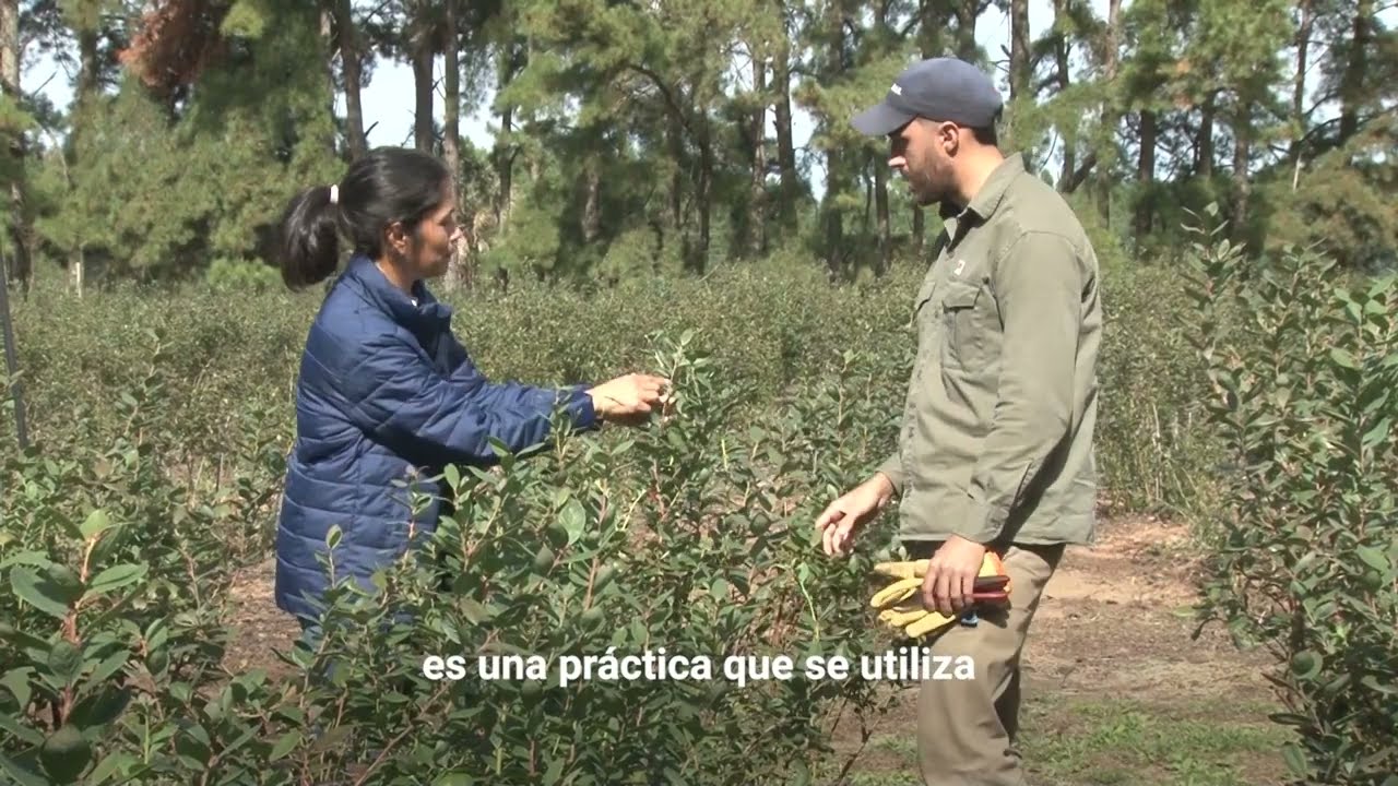 Poda de ar&aacute;ndanos para una producci&oacute;n sustentable