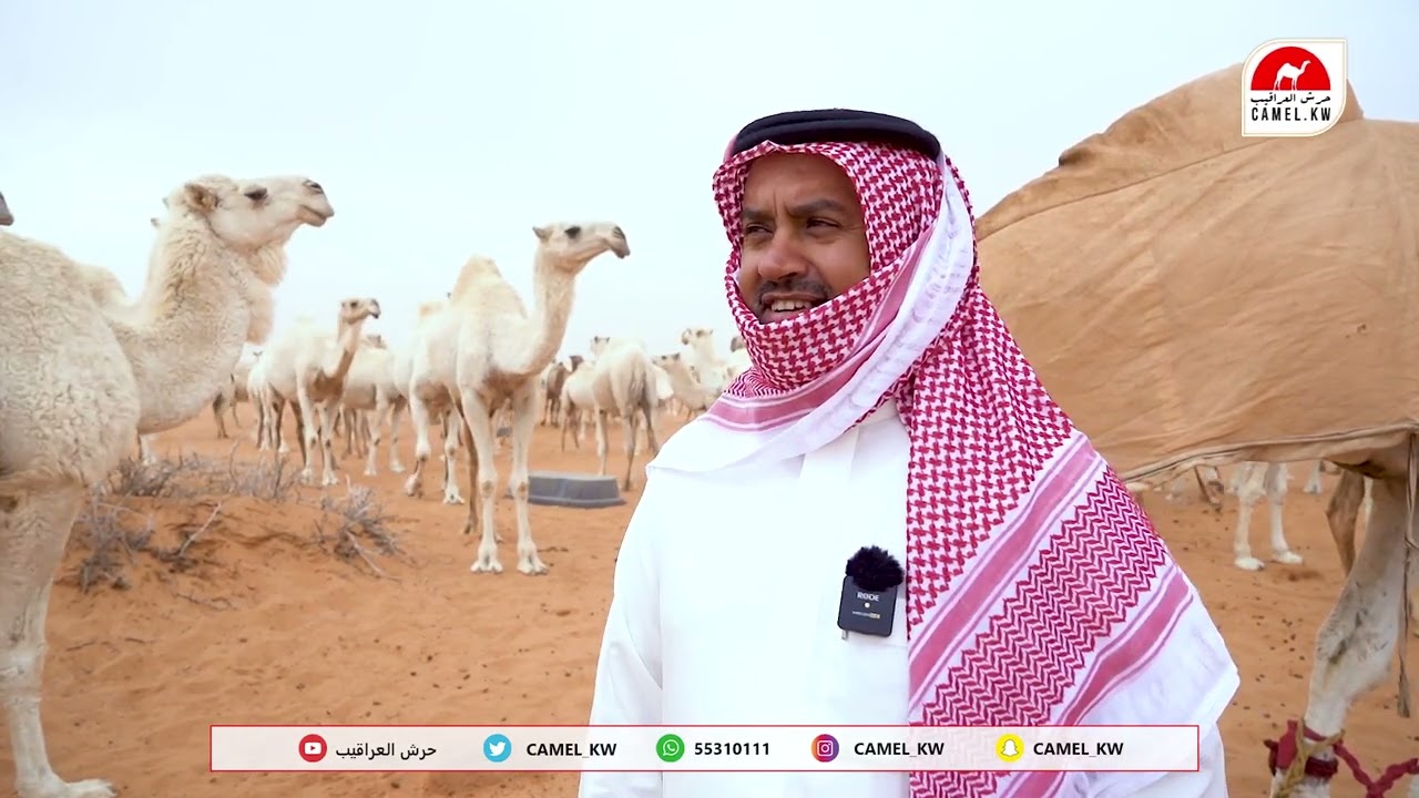 حلقه خاصه مع مالك الإبل : عبدالله بن دلمخ السبيعي