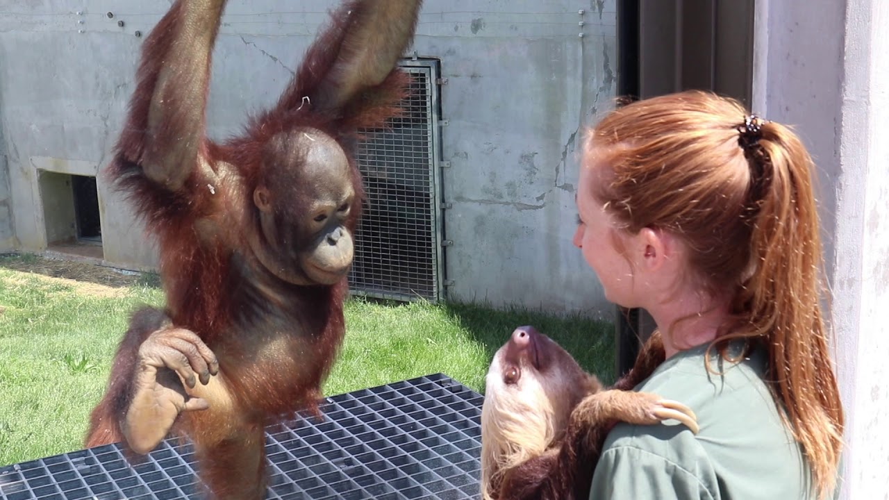 Sloths Meet Orangutans