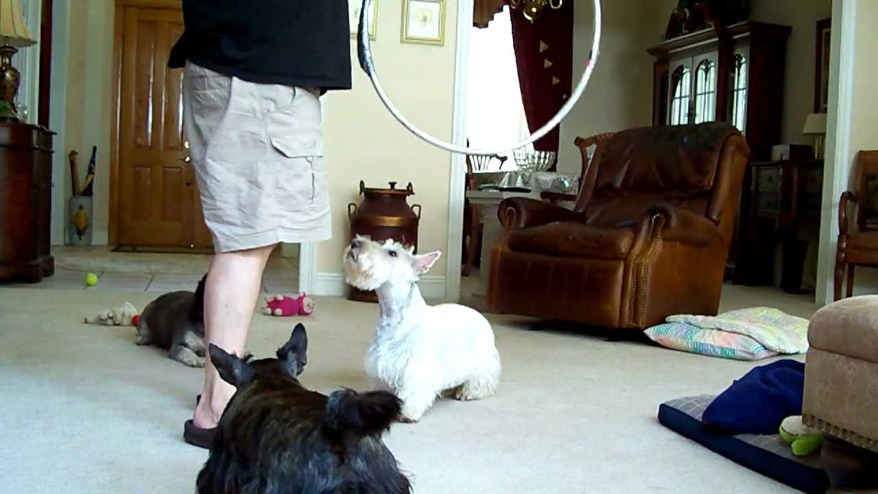 Scotty dog tricks.mov