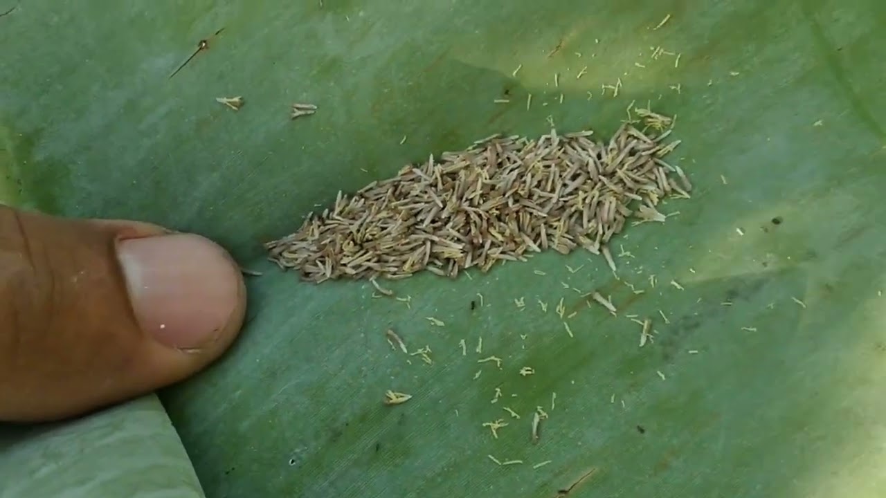 Como polenizar a flor da graviola. Diorgem, o gênio! 🧞‍♂️