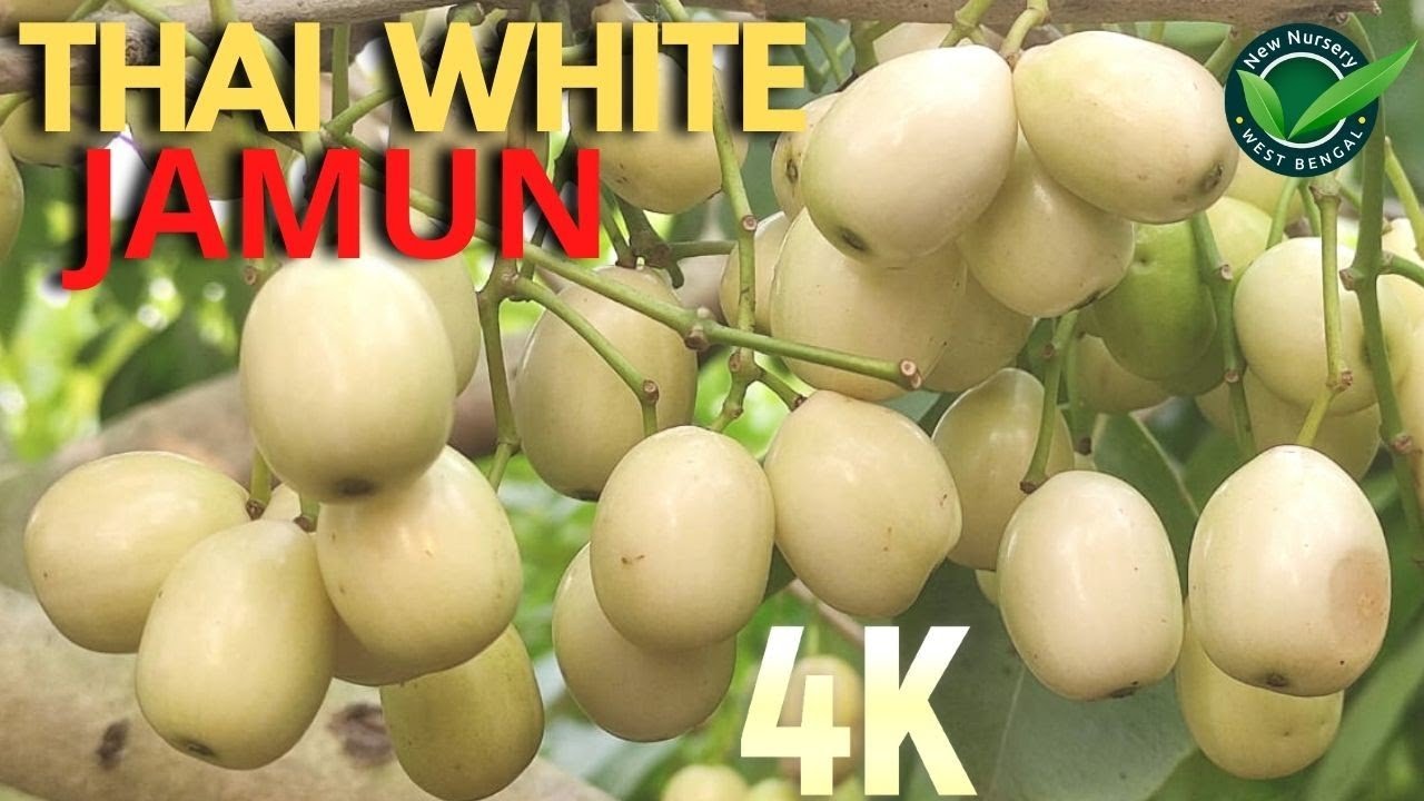Thai white jamun || What kind of fruit did the white jam bear in 2 years?