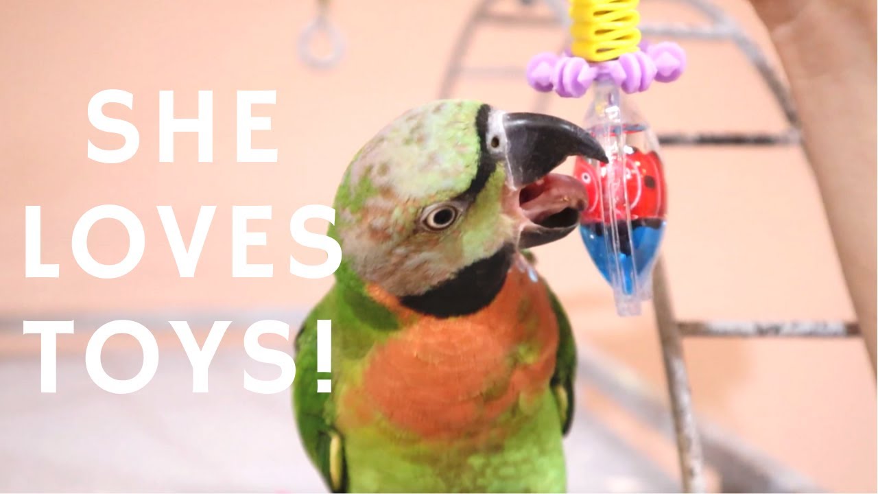 CAGE SETUP FOR TOY-OBSESSED PARROT | CAGE TOUR (VINNY SUBTITLES)